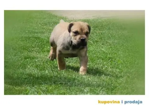 Boerboel Južnoafrički mastif stenci - 1/11