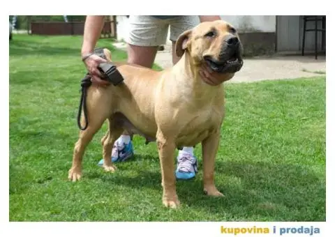 Boerboel Južnoafrički mastif stenci - 2/11