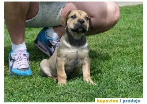 Boerboel Južnoafrički mastif stenci - 4/11