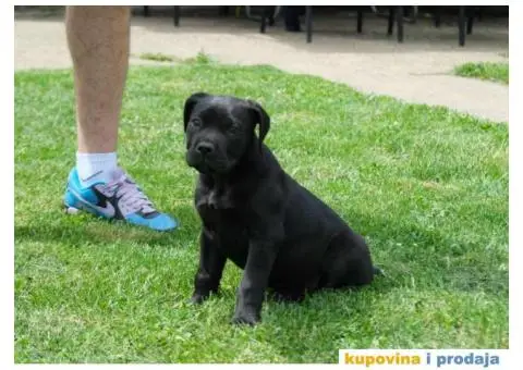 Boerboel Južnoafrički mastif stenci - 5/11