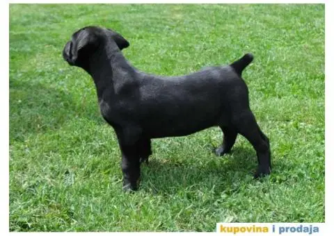 Boerboel Južnoafrički mastif stenci - 6/11