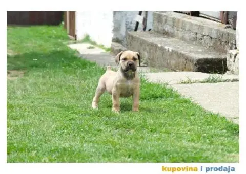 Boerboel Južnoafrički mastif stenci - 7/11
