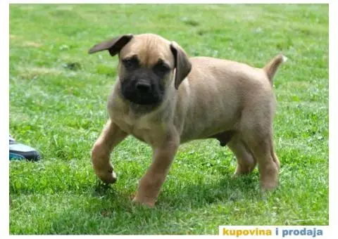 Boerboel Južnoafrički mastif stenci - 8/11
