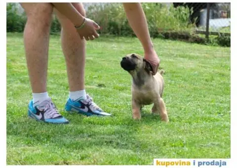 Boerboel Južnoafrički mastif stenci - 9/11