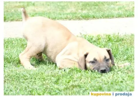 Boerboel Južnoafrički mastif stenci - 10/11