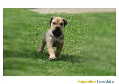 Boerboel Južnoafrički mastif stenci - 11/11