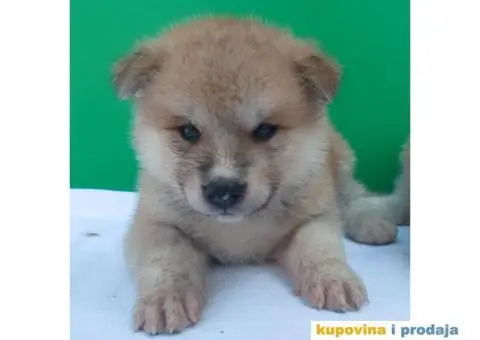 Japanska Akita štenci - 1/3