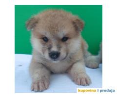 Japanska Akita štenci