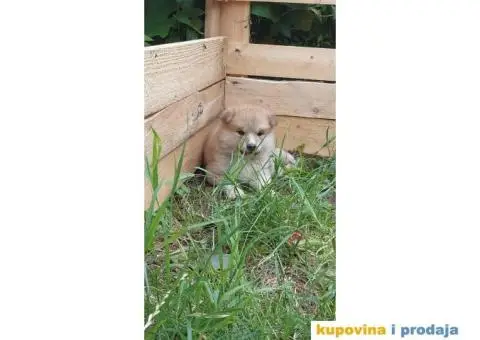 Japanska Akita štenci - 2/3