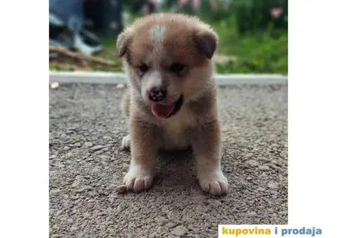 Japanska Akita štenci - 3/3