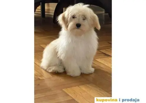 Havanski Bišon štenci - 1/9