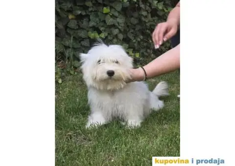 Havanski Bišon štenci - 2/9