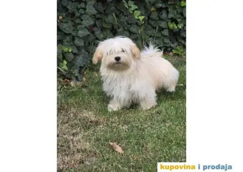 Havanski Bišon štenci - 3/9