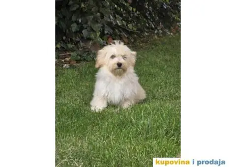 Havanski Bišon štenci - 4/9