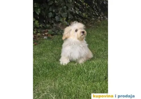 Havanski Bišon štenci - 5/9