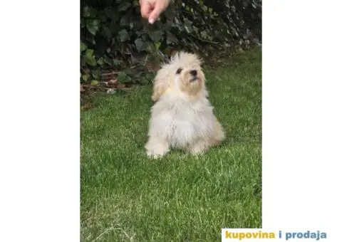 Havanski Bišon štenci - 6/9