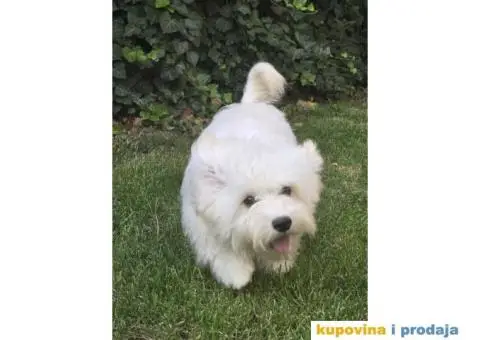 Havanski Bišon štenci - 7/9