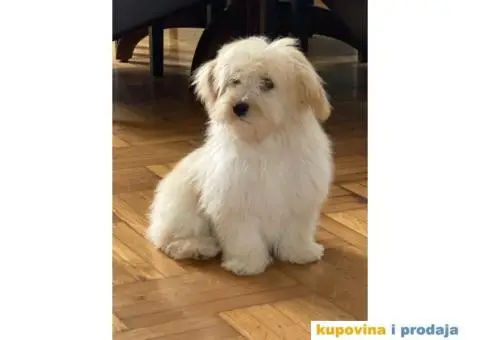 Havanski Bišon štenci - 8/9