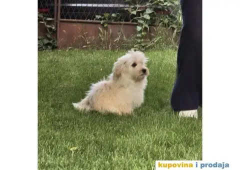 Havanski Bišon štenci - 9/9