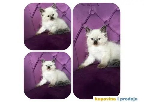 Sibirska Neva Masquerade,macici - 1/5