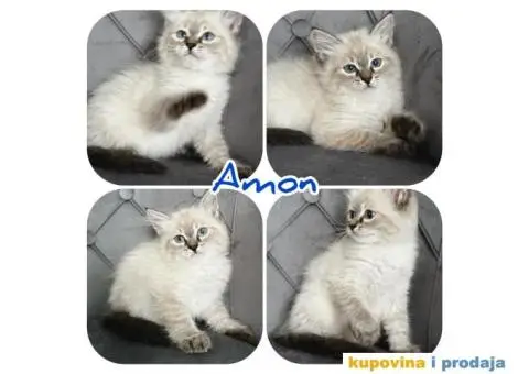 Sibirska Neva Masquerade,macici - 2/5