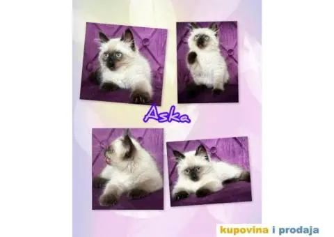 Sibirska Neva Masquerade,macici - 3/5