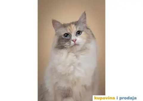 Sibirska Neva Masquerade,macici - 4/5