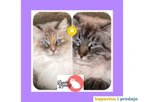 Sibirska Neva Masquerade,macici - 5/5