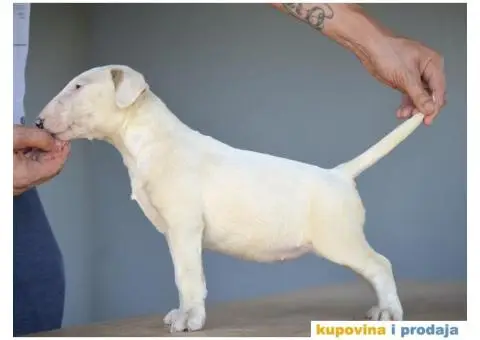 Standard Bull Terijer štenci - 1/10