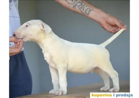 Standard Bull Terijer štenci - 2/10