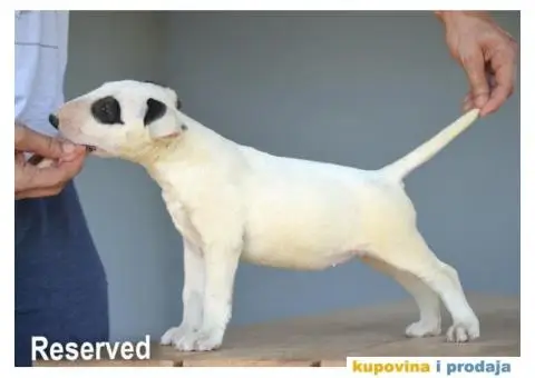 Standard Bull Terijer štenci - 3/10