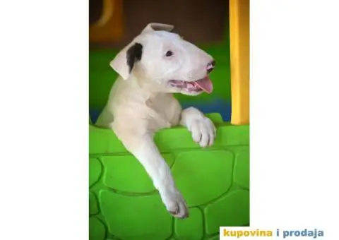 Standard Bull Terijer štenci - 4/10