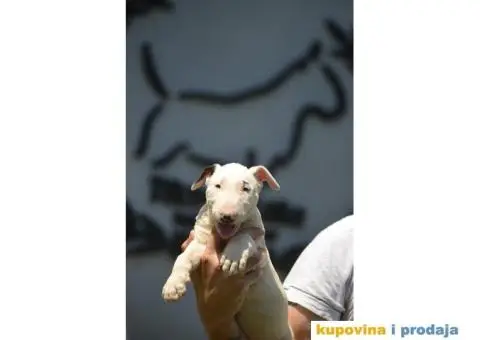 Standard Bull Terijer štenci - 5/10