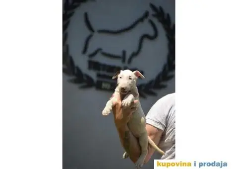 Standard Bull Terijer štenci - 6/10