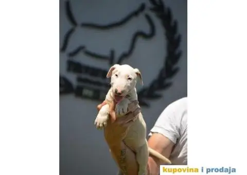 Standard Bull Terijer štenci - 7/10