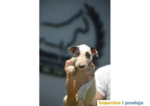 Standard Bull Terijer štenci - 8/10
