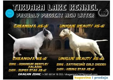 Standard Bull Terijer štenci - 9/10