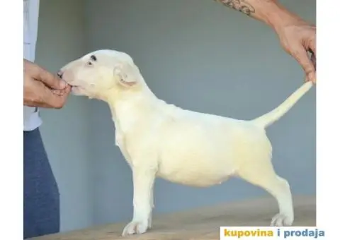 Standard Bull Terijer štenci - 10/10