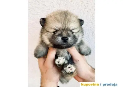 Pomeranac BOO medvedići, Pomeranski Špic štenci - 1/7