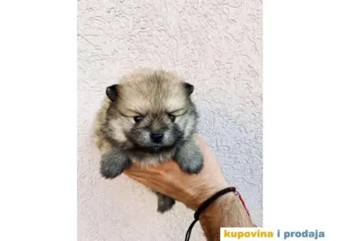 Pomeranac BOO medvedići, Pomeranski Špic štenci - 2/7