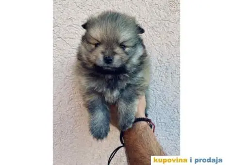 Pomeranac BOO medvedići, Pomeranski Špic štenci - 3/7