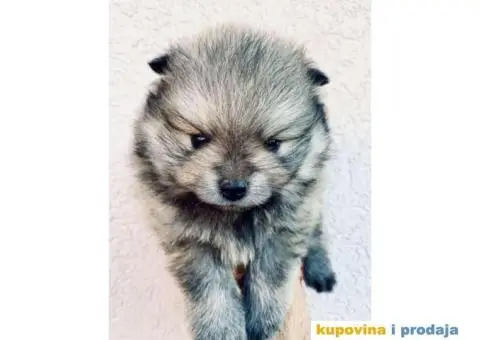 Pomeranac BOO medvedići, Pomeranski Špic štenci - 4/7