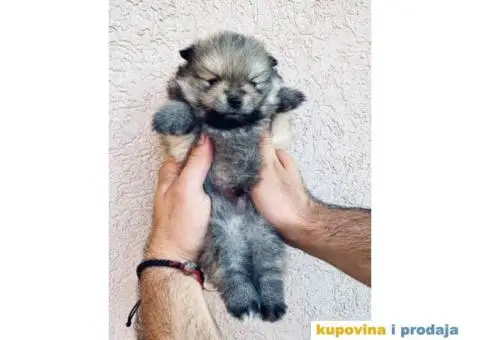 Pomeranac BOO medvedići, Pomeranski Špic štenci - 5/7