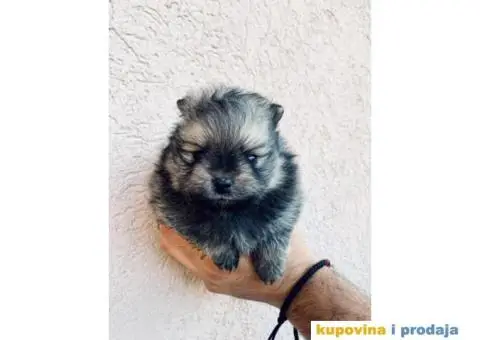 Pomeranac BOO medvedići, Pomeranski Špic štenci - 6/7