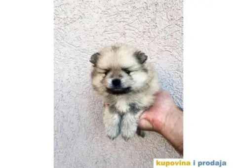 Pomeranac BOO medvedići, Pomeranski Špic štenci - 7/7