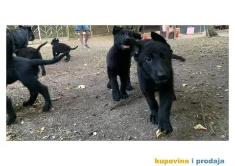 Stenci crnog nemackog ovcara na prodaju - 1/5