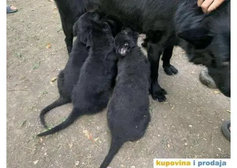 Stenci crnog nemackog ovcara na prodaju - 2/5