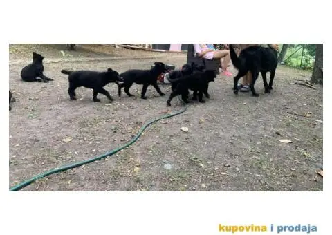 Stenci crnog nemackog ovcara na prodaju - 3/5