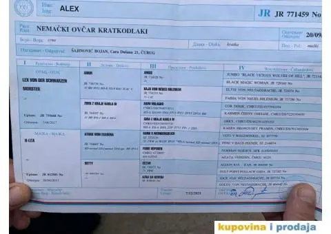 Stenci crnog nemackog ovcara na prodaju - 4/5