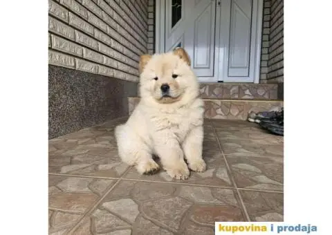 Chow Chow muzjaci - 1/5